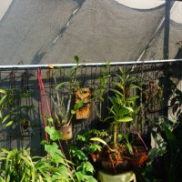 home garden view design with hanging plant in the morning - garden decoration stock pictures, royalty-free photos & images