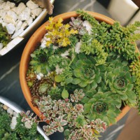 home garden with succulents - garden decoration stock pictures, royalty-free photos & images