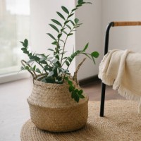 home plant zamifolia in straw basket on floor near cozy armchair with beige plaid. - home decoration stock pictures, royalty-free photos & images