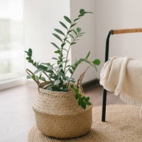 home plant zanzibar gem, zz plant in straw basket on floor near cozy armchair with beige plaid. - home decoration stock pictures, royalty-free photos & images