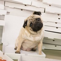 honestly it wasn't me! - junk food stock pictures, royalty-free photos & images