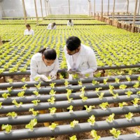 horticulturalists checking the growth of lettuce at a hydroponic crop - food stock pictures, royalty-free photos & images