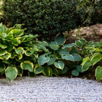 hosta giboshi leaf sprouts close up - garden decoration stock pictures, royalty-free photos & images
