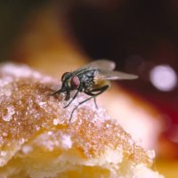 house fly musca domestica feeding - food stock pictures, royalty-free photos & images