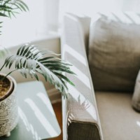 house plant - home decoration stock pictures, royalty-free photos & images
