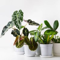 house plants in pots on a table - garden decoration stock pictures, royalty-free photos & images