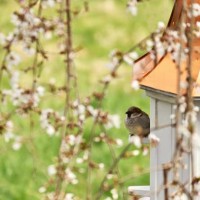house sparrow perched on a birdhouse. - garden decoration stock pictures, royalty-free photos & images