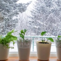 houseplants in window, with snow outside - garden decoration stock pictures, royalty-free photos & images