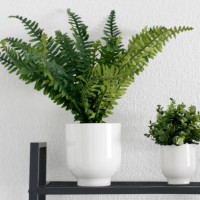 houseplants on a shelf - home decoration stock pictures, royalty-free photos & images