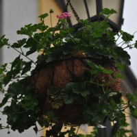 hovering flower - garden decoration stock pictures, royalty-free photos & images