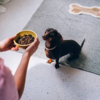 hungry dachshund waiting for meal time - food stock pictures, royalty-free photos & images