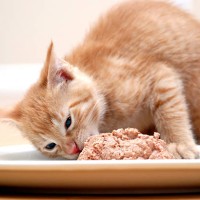 hungry kitty - food stock pictures, royalty-free photos & images