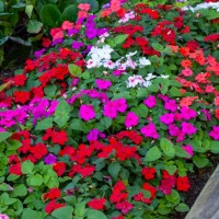 hybrid of impatiens flowers design - garden decoration stockfoto's en -beelden