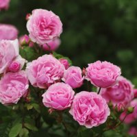 hybrid tea, shrub rose - princess claire of belgium( visbonpa) - garden decoration stock pictures, royalty-free photos & images