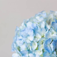 hydrangea - garden decoration stock pictures, royalty-free photos & images