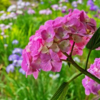hydrangea blooming in the iris garden - garden decoration stock pictures, royalty-free photos & images