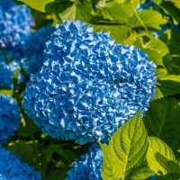 hydrangea flowers - garden decoration stock pictures, royalty-free photos & images