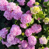 hydrangea macrophylla - garden decoration stockfoto's en -beelden
