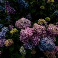 hydrangeas blooming in garden - garden decoration stock pictures, royalty-free photos & images
