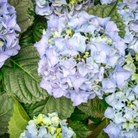 hydrangeas growing - garden decoration stock pictures, royalty-free photos & images