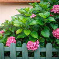 hydrangeas growing outside a window. - garden decoration stockfoto's en -beelden