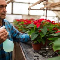 i take care of my flowers - garden decoration stock pictures, royalty-free photos & images