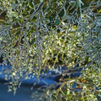 ice plants #3 - garden decoration stock pictures, royalty-free photos & images