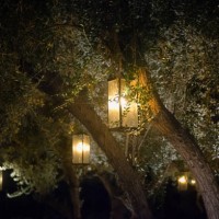 illuminated lanterns hanging in olive trees, usa - garden decoration stock pictures, royalty-free photos & images