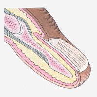 illustration of cross-section through a finger and nail - nails art stock illustrations