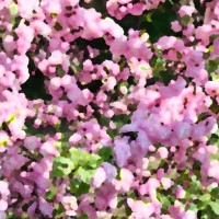 illustration of nature pink sakura flowers - garden decoration stock pictures, royalty-free photos & images