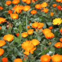 image of calendula officinalis - garden decoration stock pictures, royalty-free photos & images