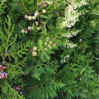 image of thuja occidentalis texture - garden decoration stockfoto's en -beelden