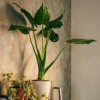 indoor garden in the windowsill of an apartment in bushwick, brooklyn - home decoration stock pictures, royalty-free photos & images
