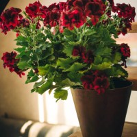 indoor plant pelargonium. - garden decoration stock pictures, royalty-free photos & images