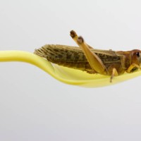 insect in a yellow plastic spoon. ready to eat - food stock pictures, royalty-free photos & images