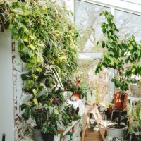 interior plant collection in greenhouse: shelves with potted plants and flowers in an indoor garden arrangement - garden decoration stock pictures, royalty-free photos & images