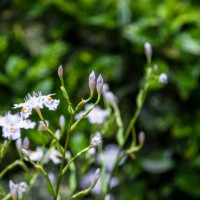 iris in field - garden decoration stock pictures, royalty-free photos & images