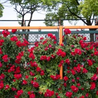 iron fence and rose - garden decoration stock pictures, royalty-free photos & images