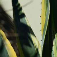 island plants, hedges, textures and architecture - garden decoration stock pictures, royalty-free photos & images