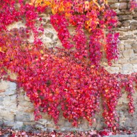 ivy covered facade in autumn - garden decoration stock pictures, royalty-free photos & images