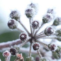 ivy covered with hoarfrost - garden decoration stock pictures, royalty-free photos & images