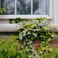 ivy grows on window sill - garden decoration stock pictures, royalty-free photos & images