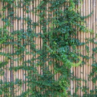 ivy growth cover bamboo wall background - garden decoration stockfoto's en -beelden