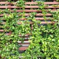 ivy growth cover wood wall background - garden decoration stock pictures, royalty-free photos & images