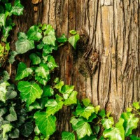 ivy on tree bark background with copy space - garden decoration stockfoto's en -beelden