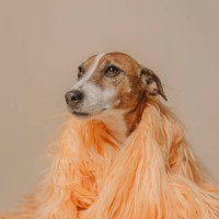 jack russell terrier dog in fur jacket against beige background - fashion stock pictures, royalty-free photos & images