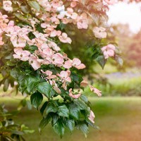 japanese dogwood pink flowers - garden decoration stock pictures, royalty-free photos & images