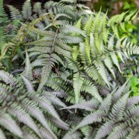 japanese painted fern - garden decoration stock pictures, royalty-free photos & images