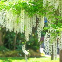 japanese wisteria (wisteria floribunda) - garden decoration stock pictures, royalty-free photos & images