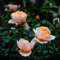 juicy terrazza rose - garden decoration stock pictures, royalty-free photos & images